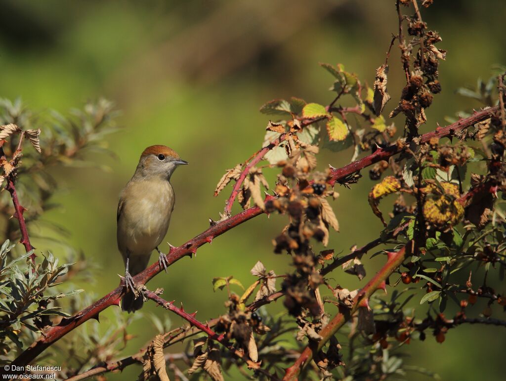 Eurasian Blackcap female adult