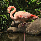 Flamant des Caraïbes