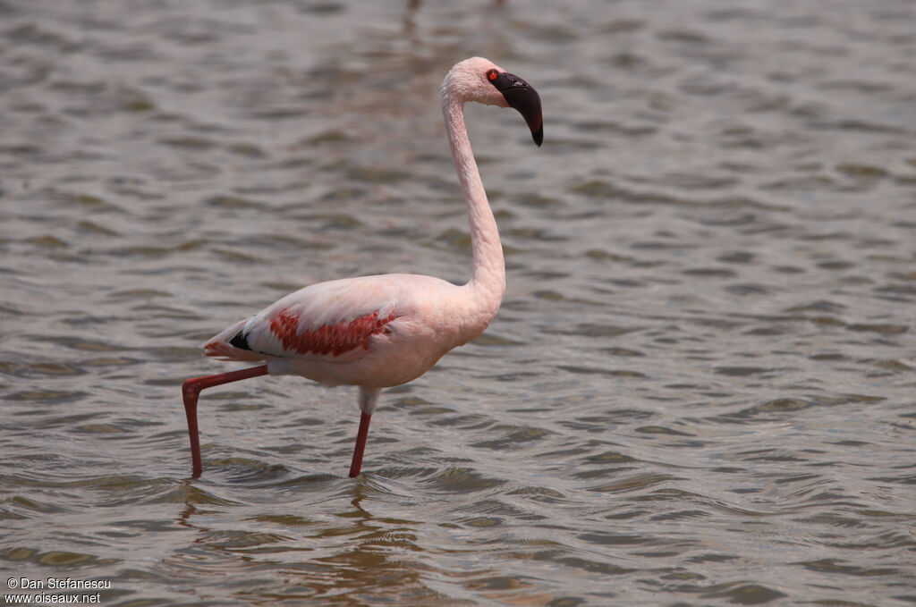 Flamant nainadulte