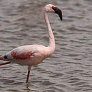 Flamant nain
