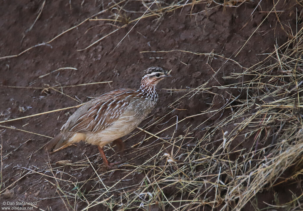 Francolin huppéadulte