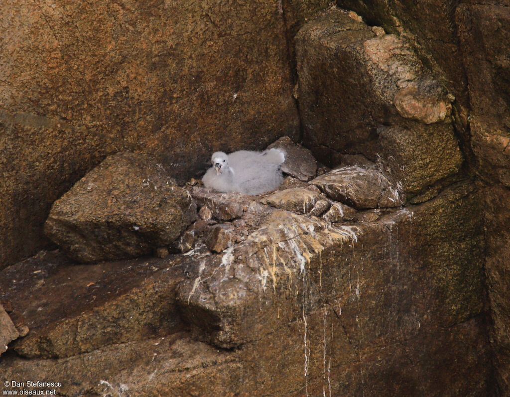 Northern FulmarPoussin