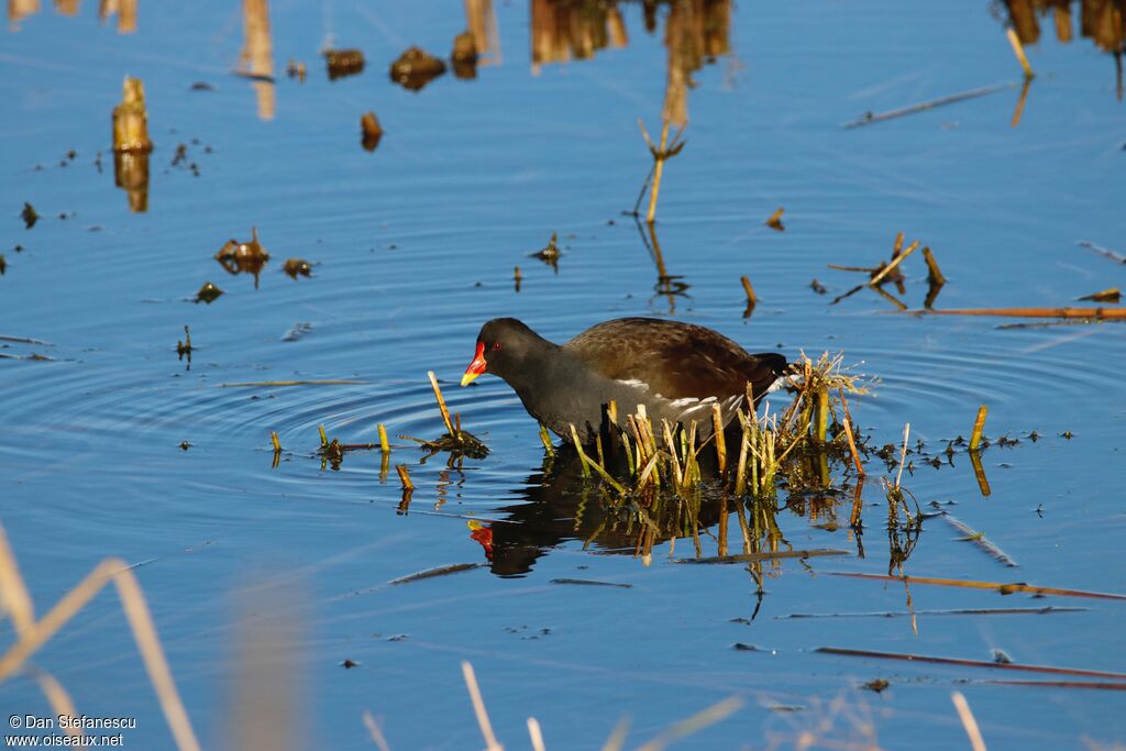 Gallinule poule-d'eauadulte