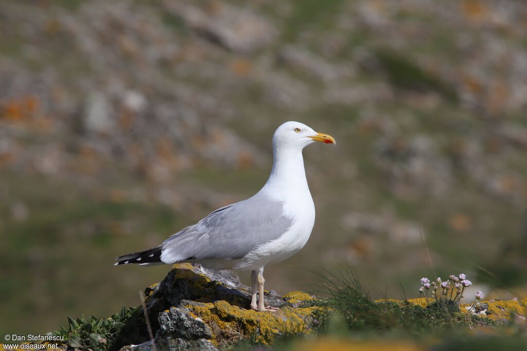 European Herring Gull