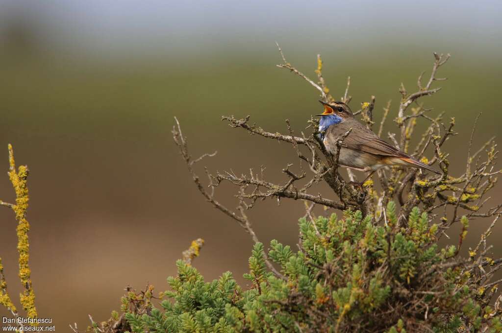 Gorgebleue à miroir mâle adulte, habitat
