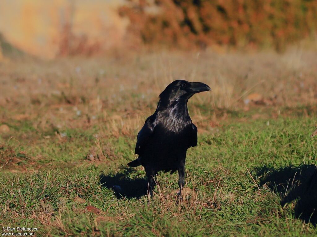 Northern Ravenadult