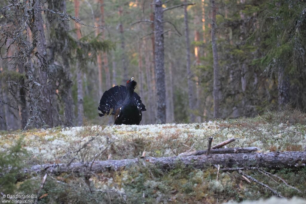 Grand Tétras mâle adulte, parade