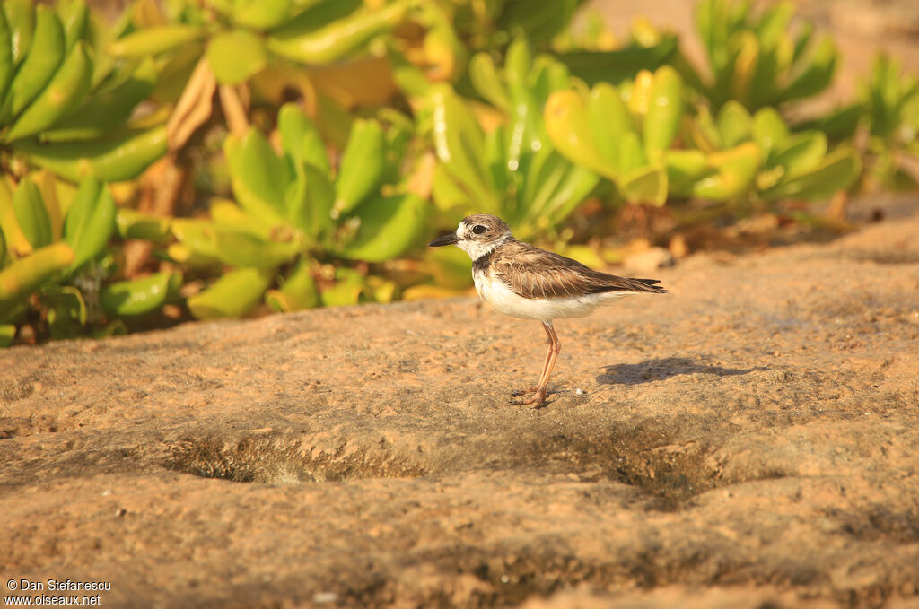 Wilson's Ploveradult