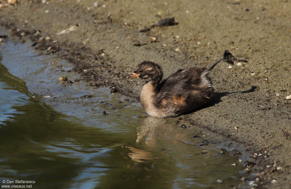 Little GrebePoussin