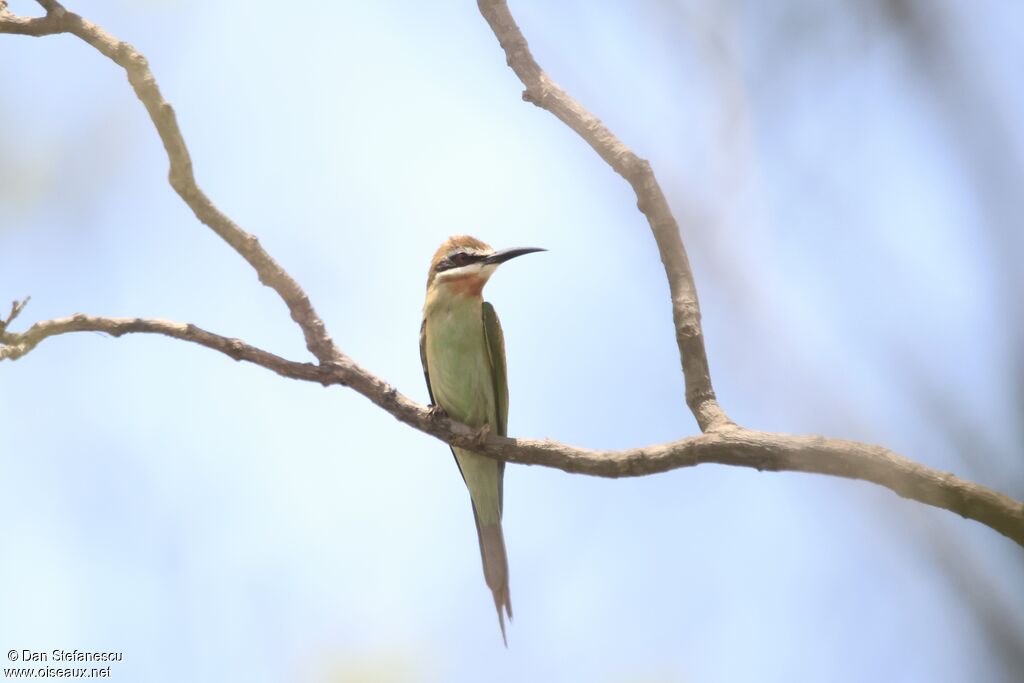 Guêpier de Madagascaradulte