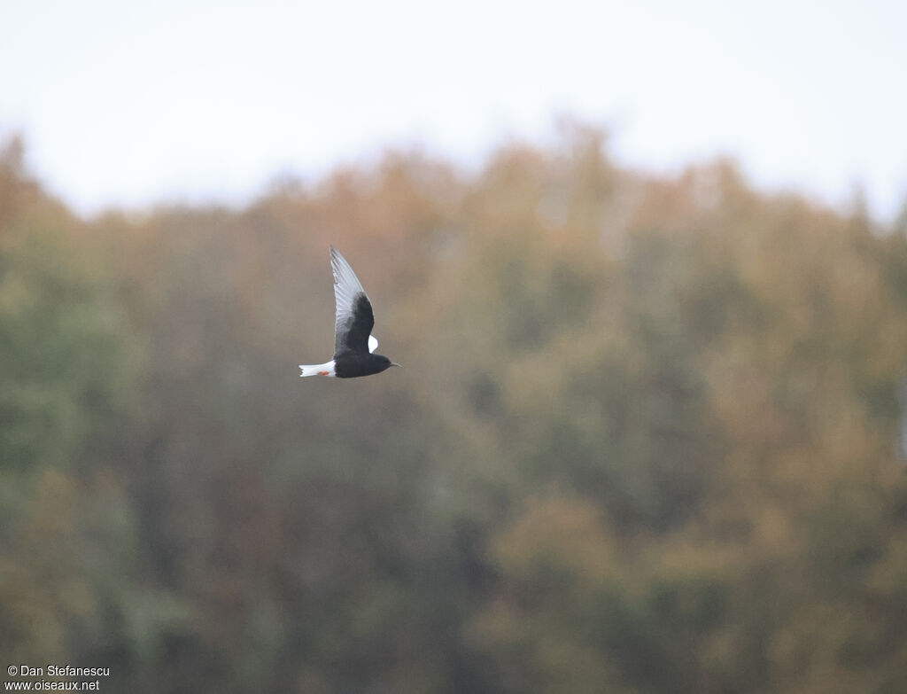 Guifette leucoptèreadulte nuptial, Vol