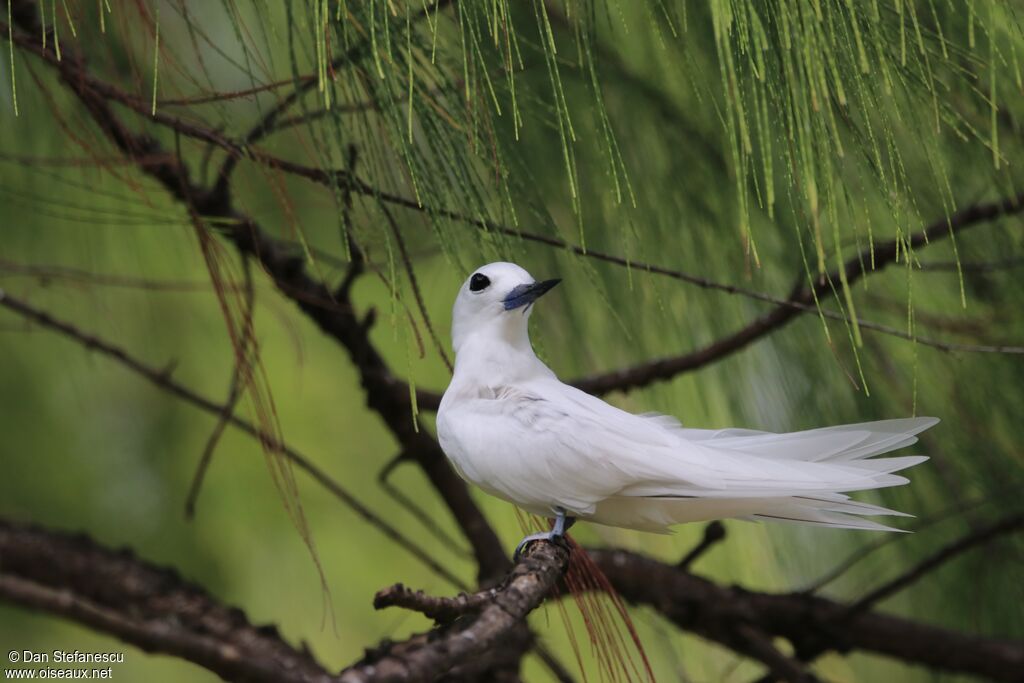 Gygis blancheadulte