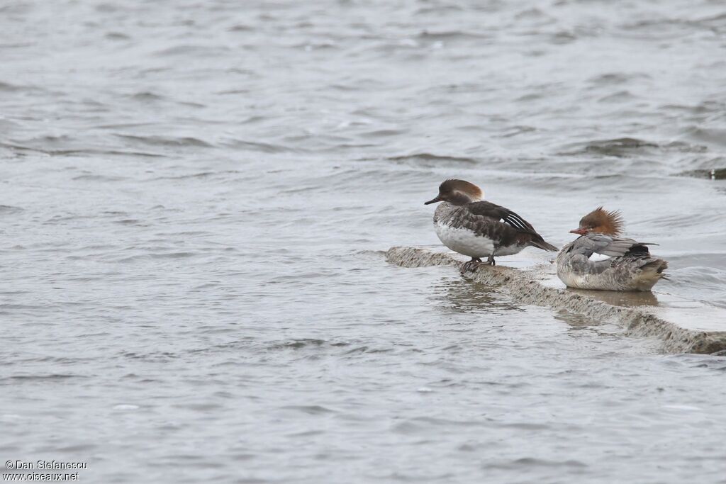 Harle couronné femelle adulte
