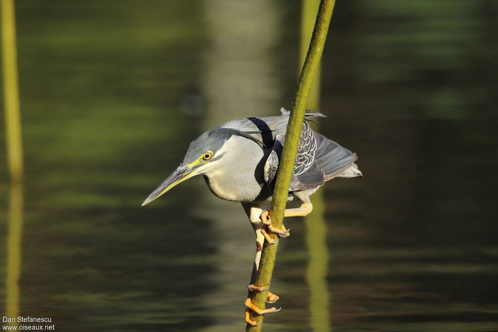 Héron des mangroves