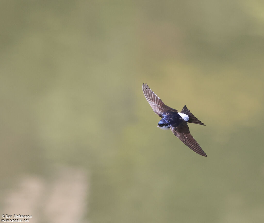 Hirondelle de fenêtreadulte, Vol