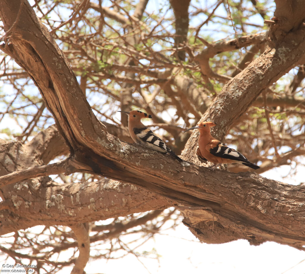 Huppe d'Afriqueadulte