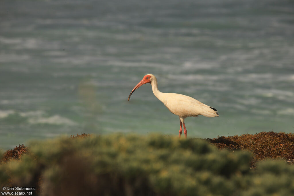 Ibis blancadulte