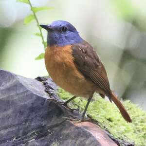 Monticole de l'Ambre