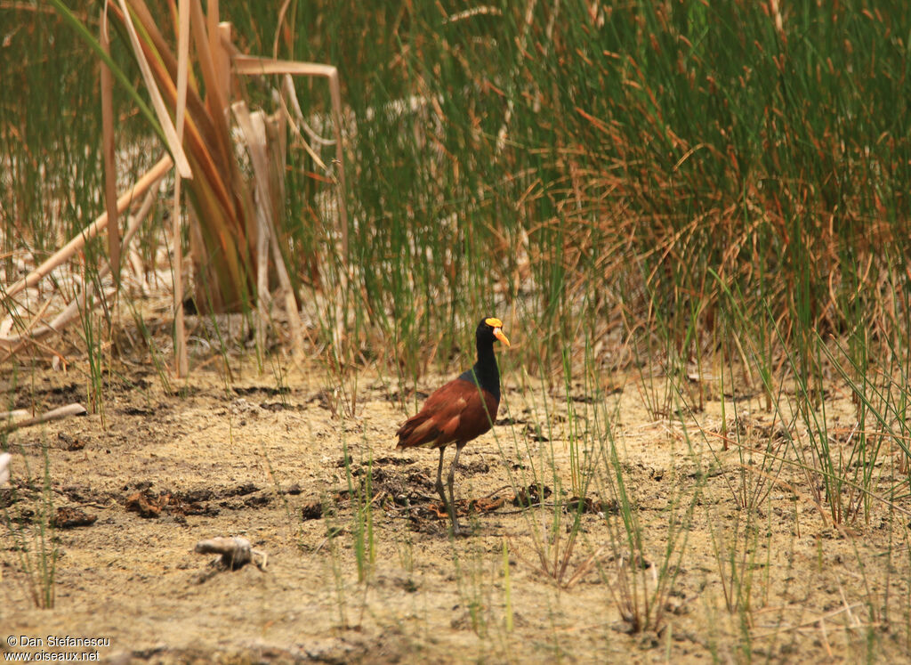 Jacana du Mexiqueadulte
