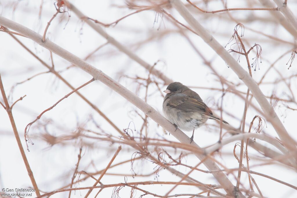 Dark-eyed Junco