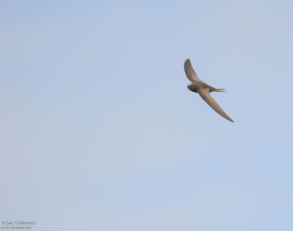 Common Swiftadult, Flight