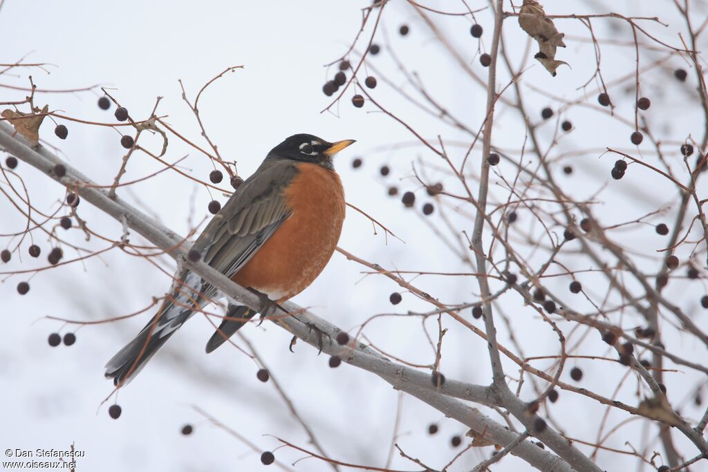 American Robin