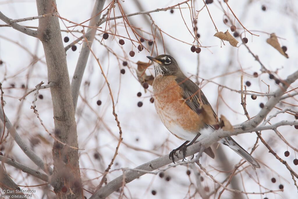 American Robin