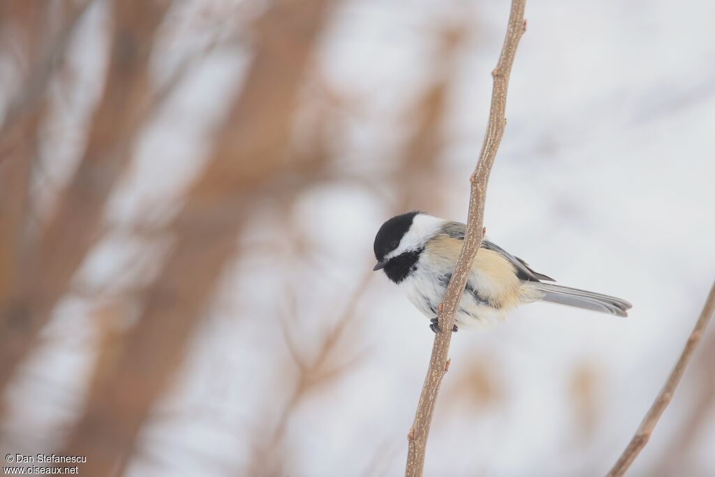 Black-capped Chickadee