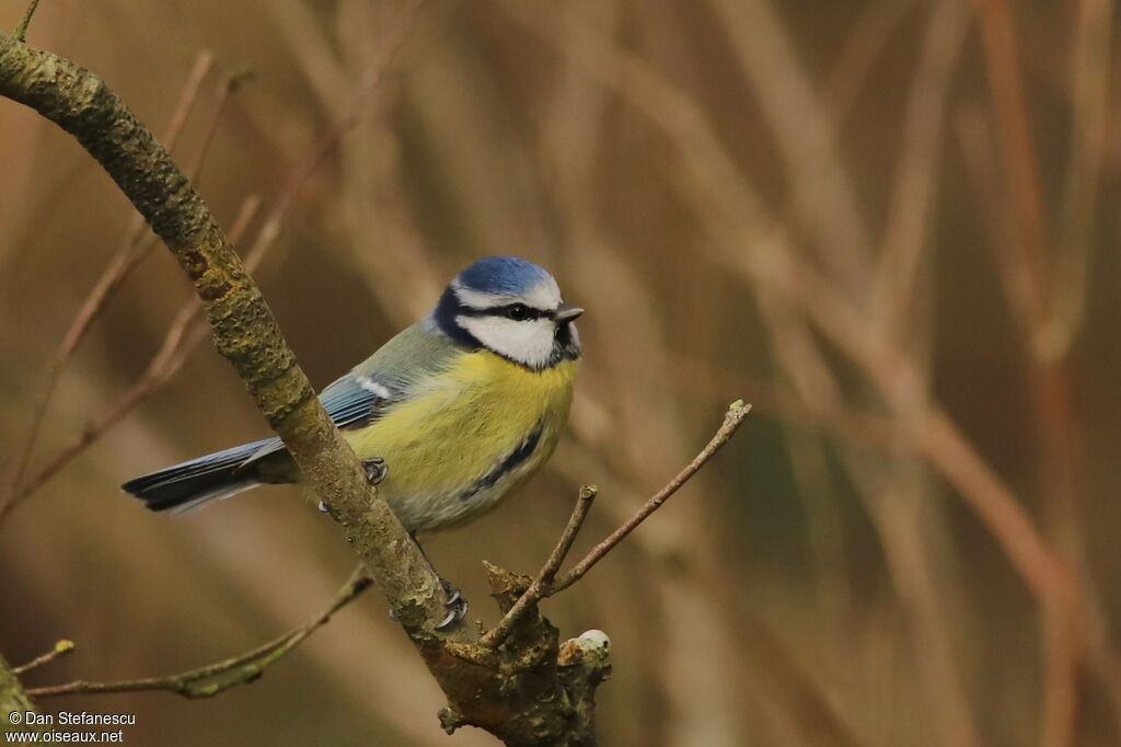 Mésange bleue mâle adulte