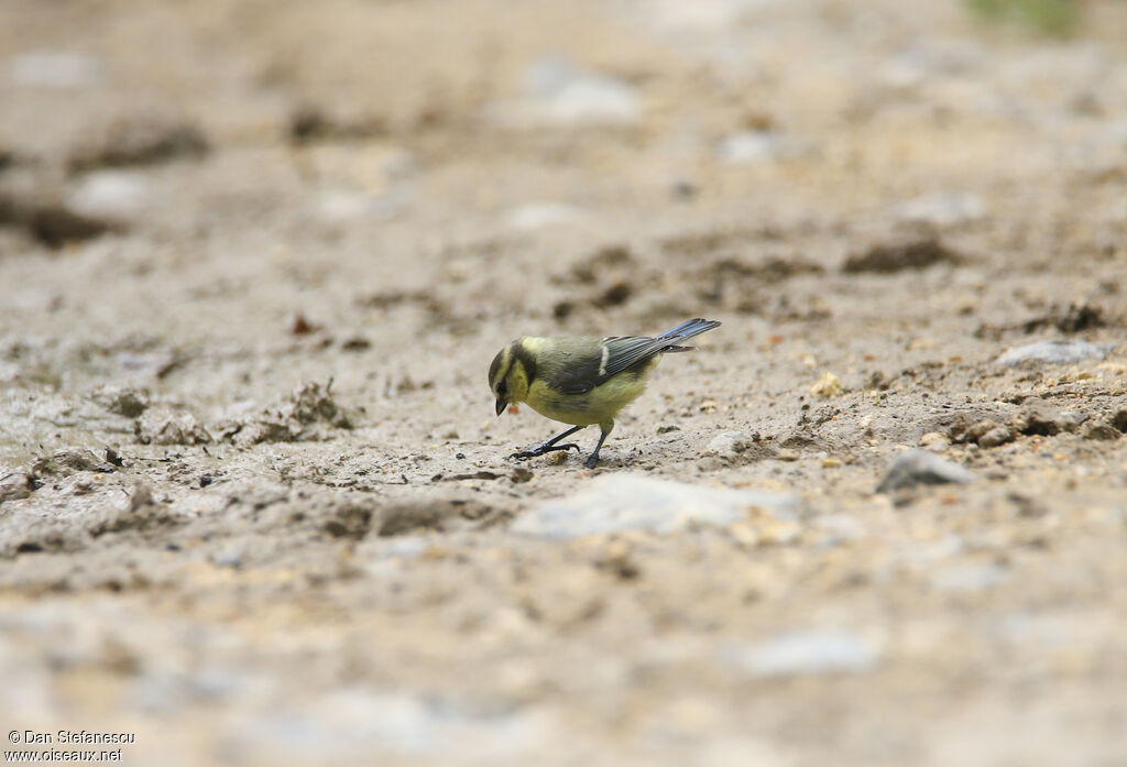 Mésange bleuejuvénile