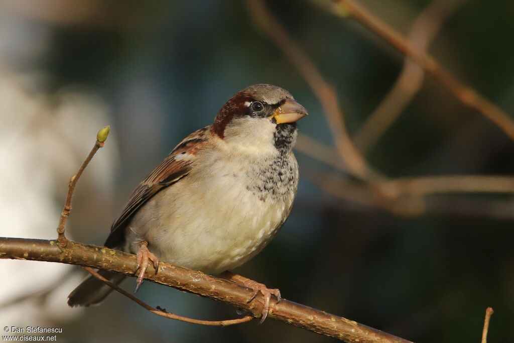 Moineau domestique mâle adulte nuptial