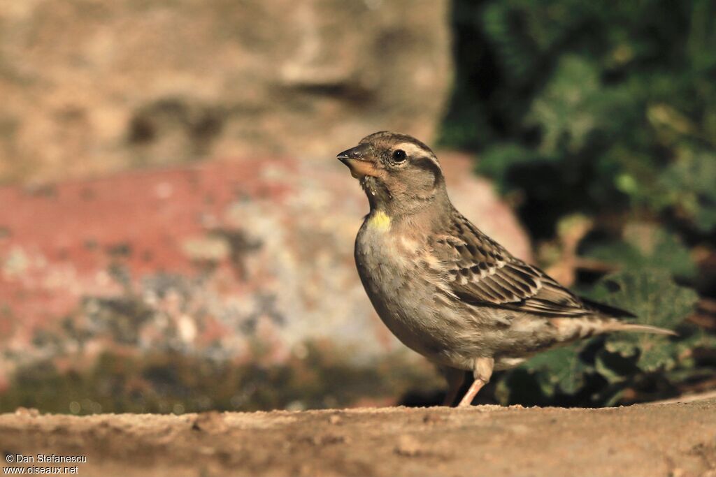 Moineau soulcieadulte