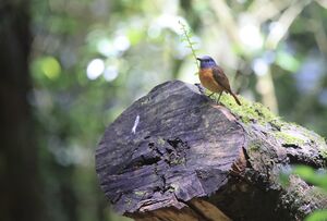 Monticole de l'Ambre
