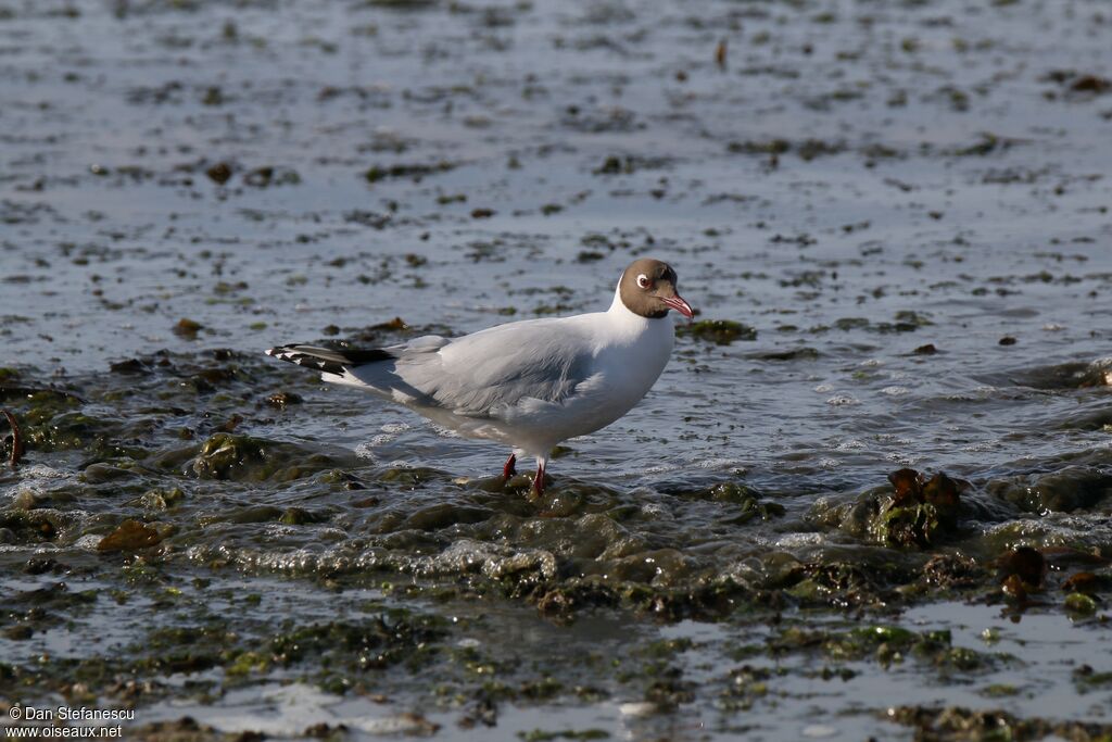Brown-hooded Gulladult breeding
