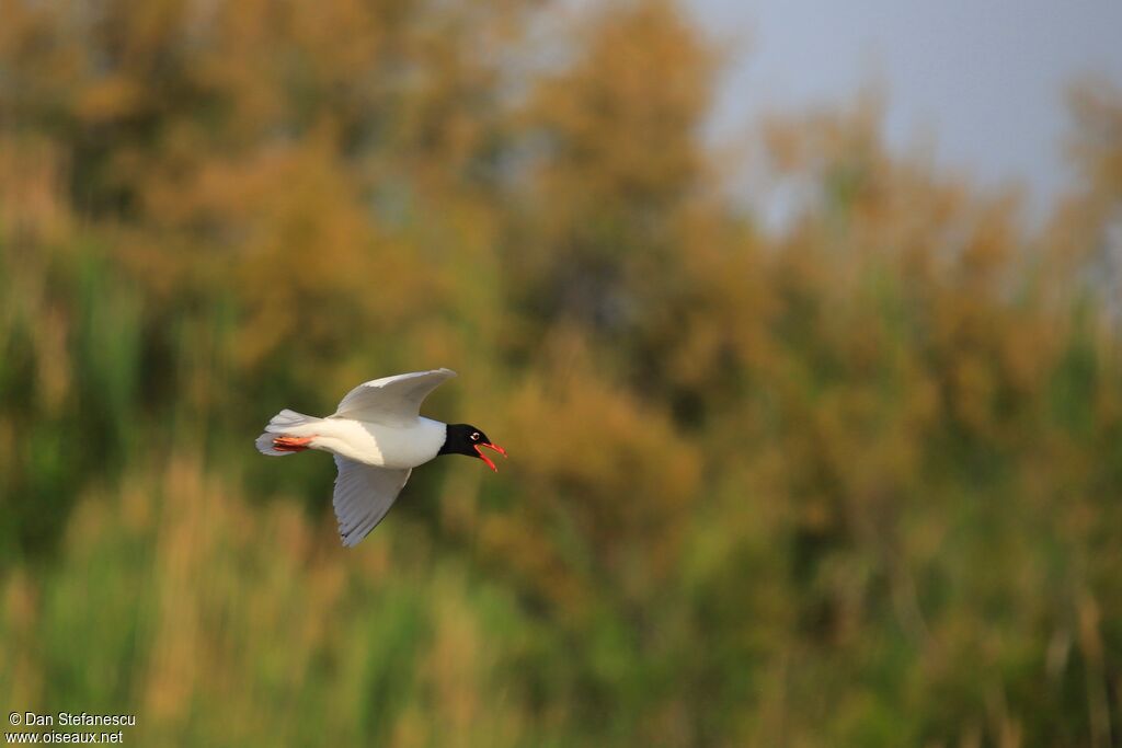 Mouette mélanocéphaleadulte, Vol