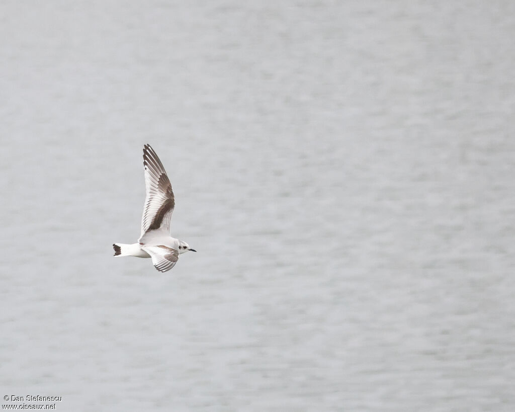 Mouette pygmée1ère année, Vol