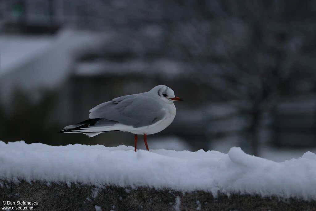 Mouette rieuseadulte internuptial