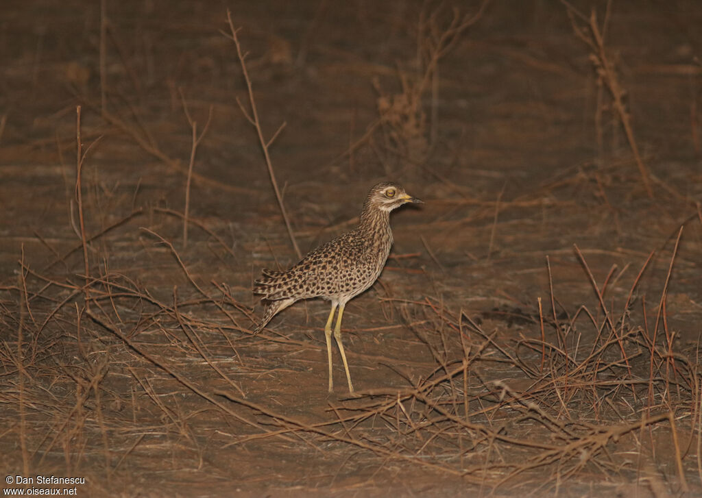 Spotted Thick-knee