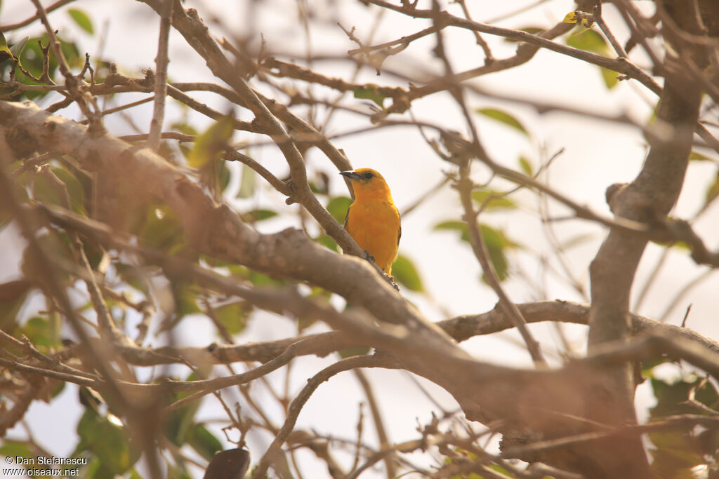 Hooded Oriole female adult