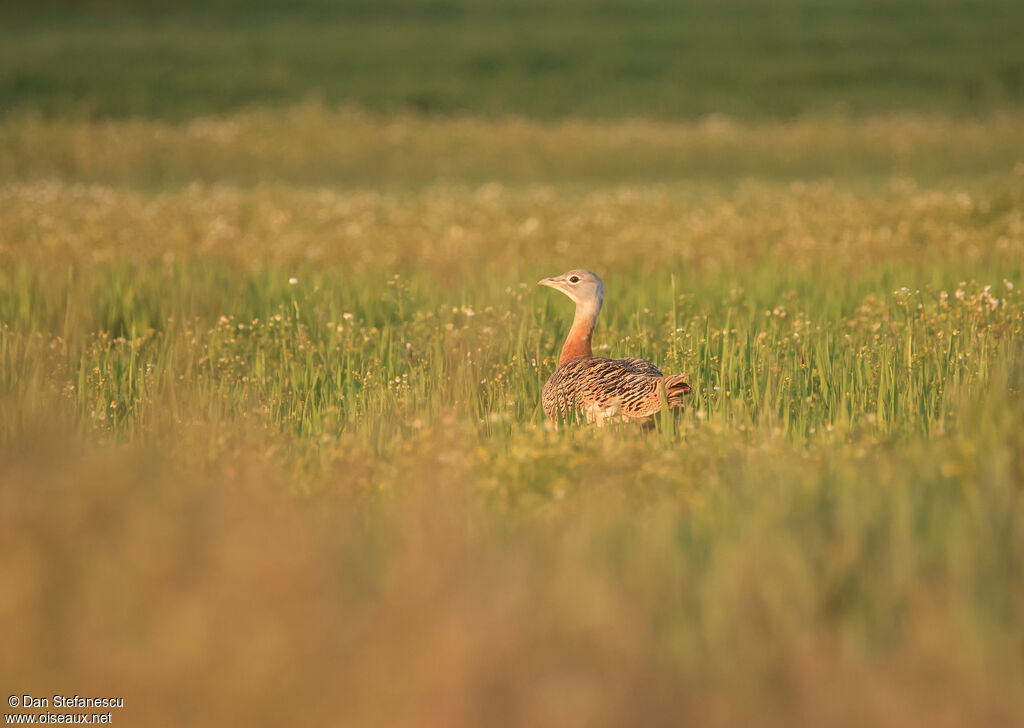 Great Bustard female adult