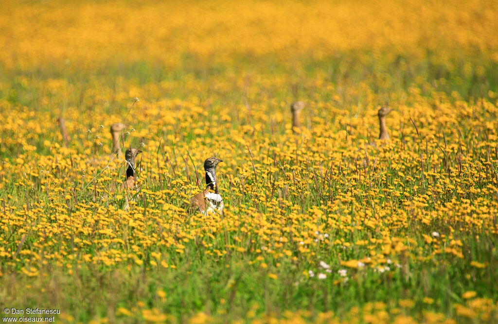 Outarde canepetière