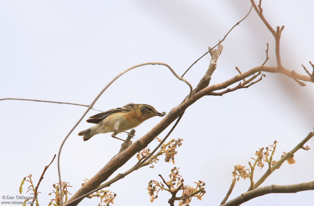 Bay-breasted Warbler
