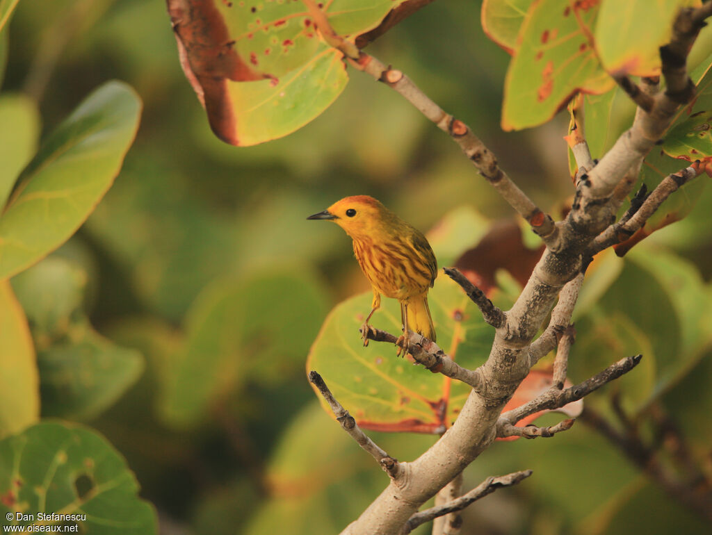 Paruline des mangrovesadulte