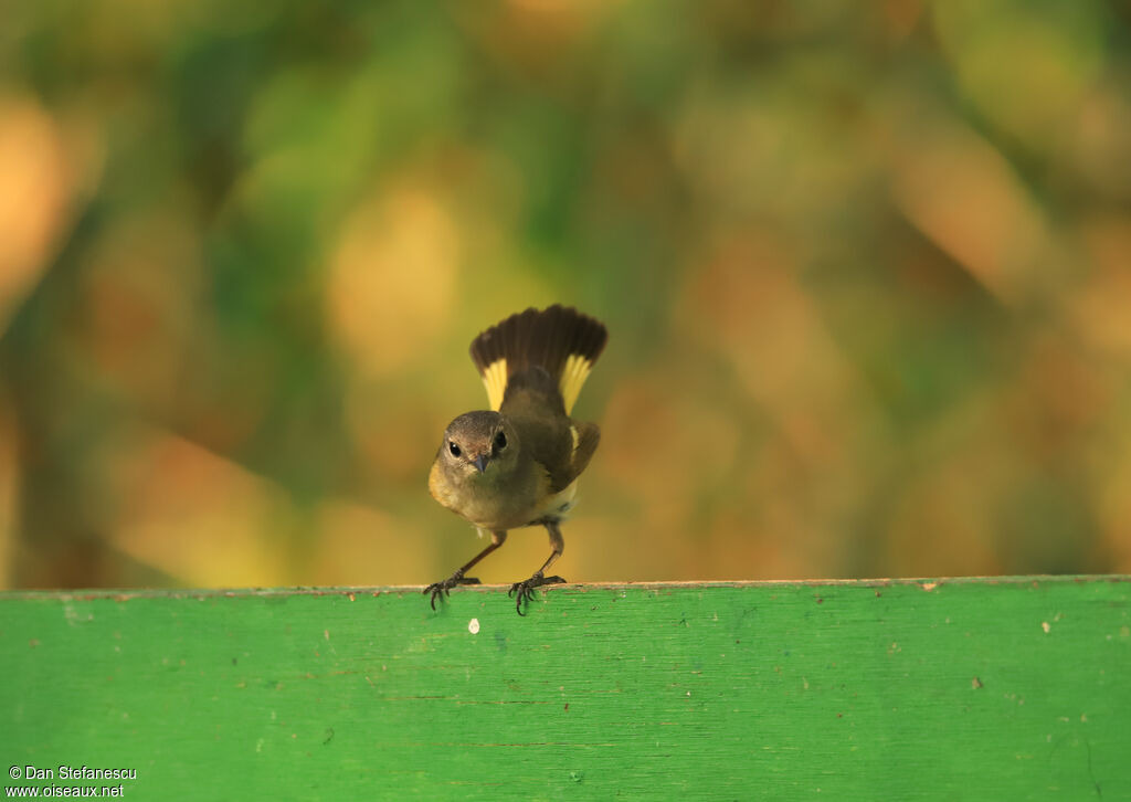 American Redstart female adult