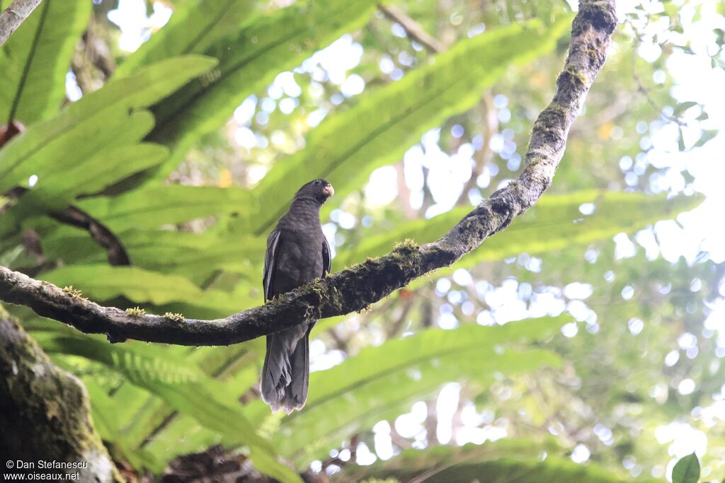 Greater Vasa Parrotadult