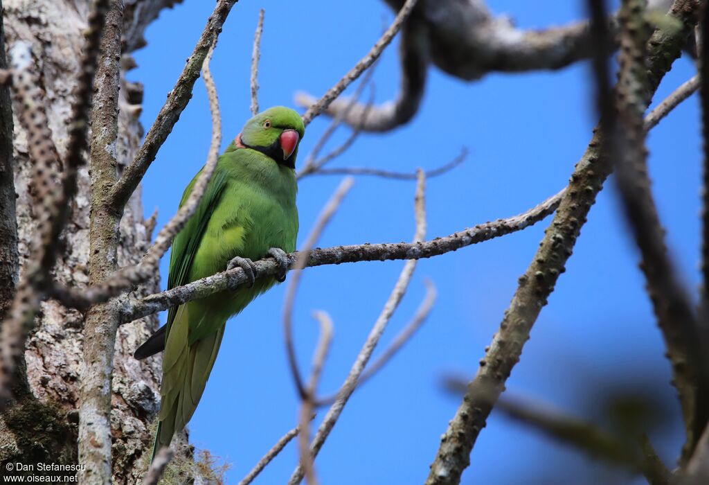 Echo Parakeet