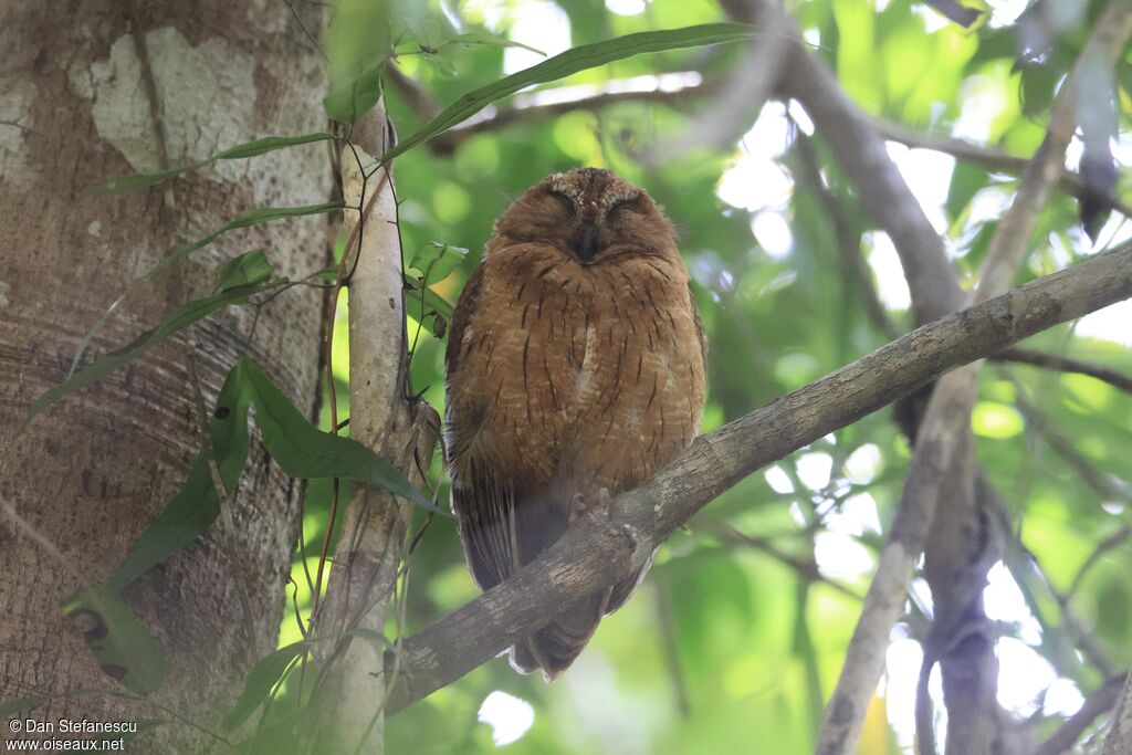 Petit-duc malgacheadulte