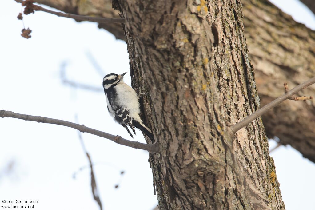 Pic mineur femelle adulte