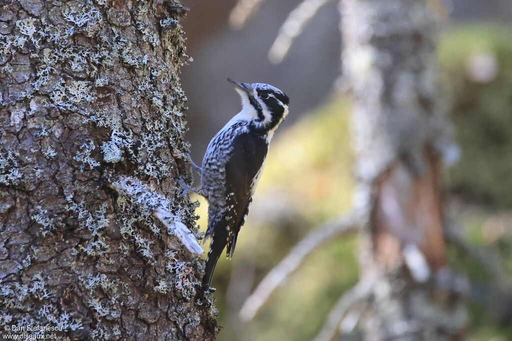 Pic tridactyle femelle adulte