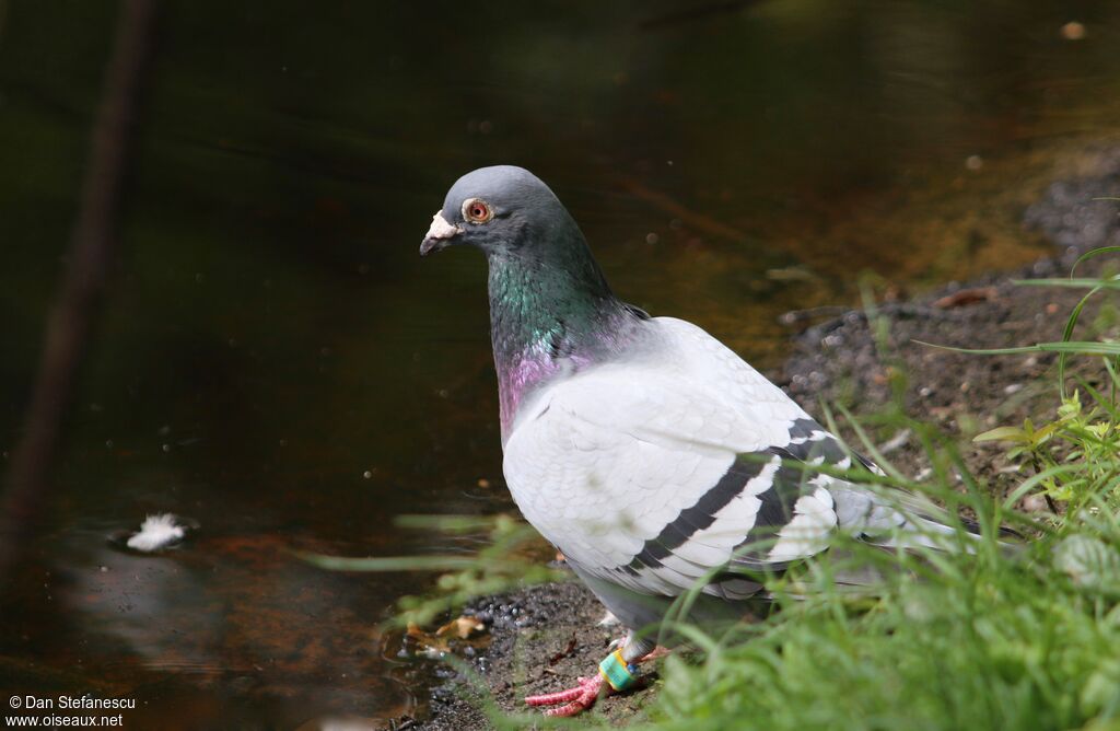 Pigeon bisetadulte